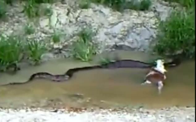 Anaconda04