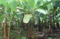 Images 1